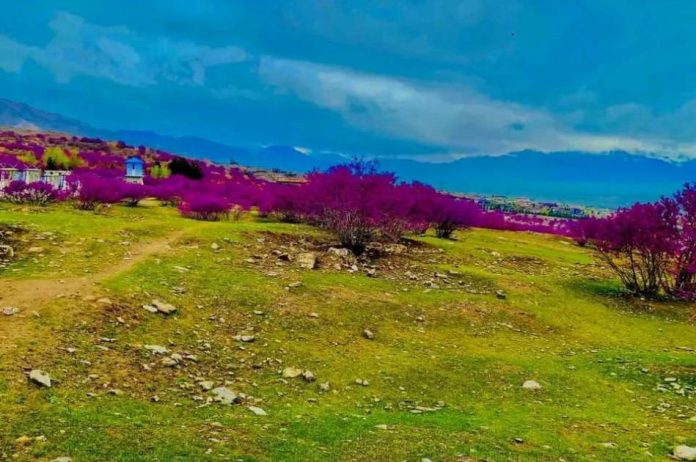 جشنواره «گل ارغوان» در ولایت پروان برگزار شد