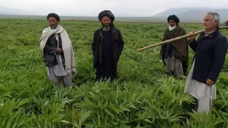 آنقوزه «بیشتر از تریاک» برای افغانستان دلار می آورد؟
