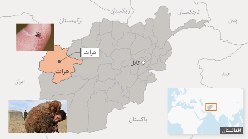 بیماری تب کریمه کنگو در هرات مشاهده شد - خبرگزاری افغان ایرکا