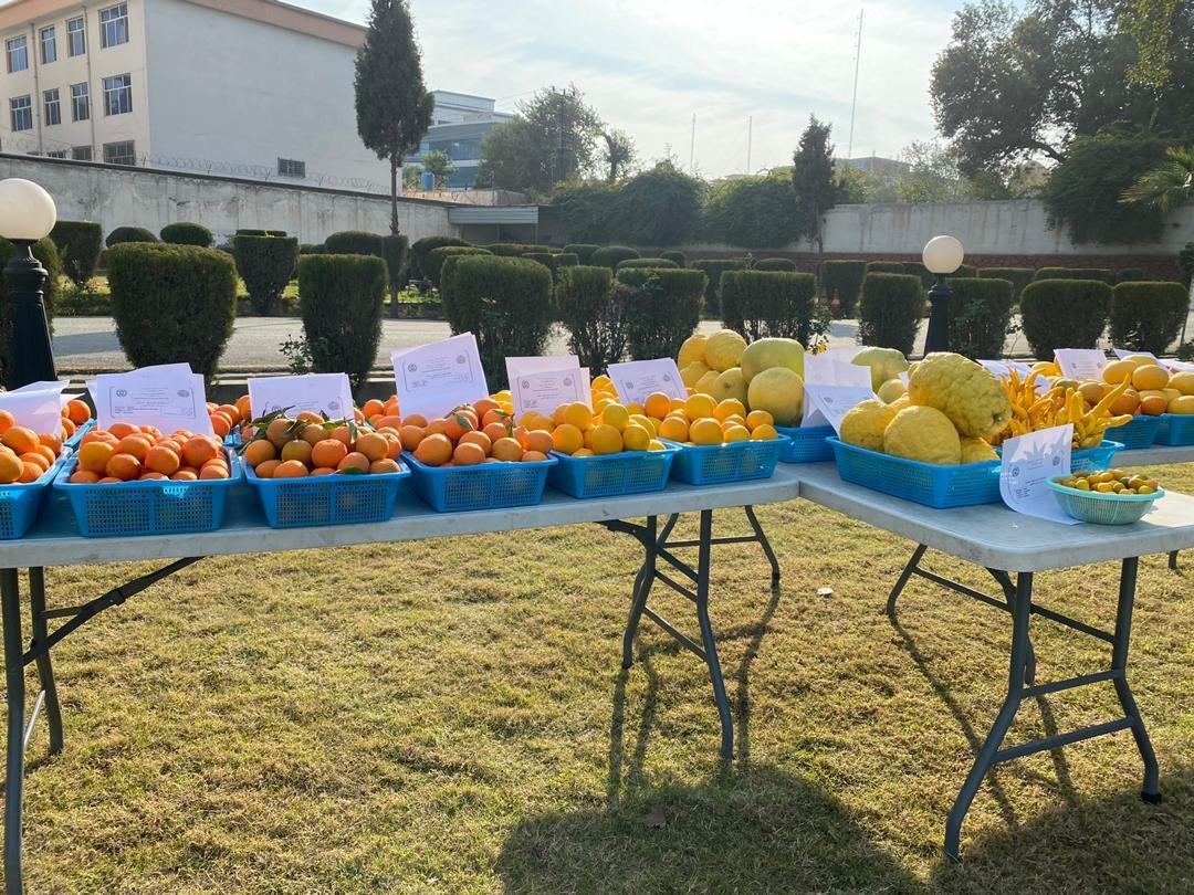 نمایشگاه فرآورده های باغی در ننگرهار - تصویر دوم خبر