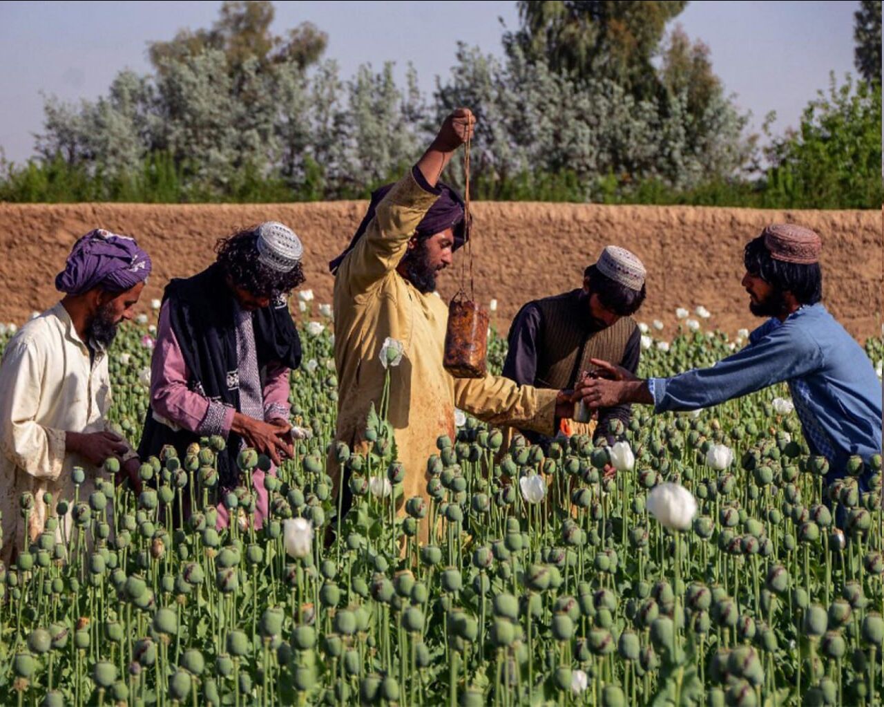 اگر افغانستان خشخاش نکارد، هزاران نفر می میرند