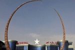 تاکید وزارت عدلیه: والدین عروس اجازه ندارد «طویانه» را بر خانواده داماد تحمیل کند - خبرگزاری افغان ایرکا