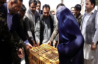 توزیع مرغ تخمی برای ده ها زن در ولایت بلخ - خبرگزاری افغان ایرکا