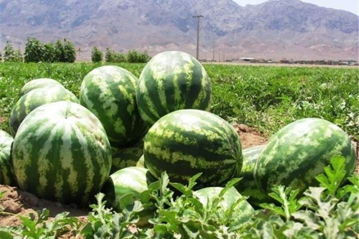 حاصلات تربوز فراه امسال به بیش از 689هزار تُن می رسد - خبرگزاری افغان ایرکا