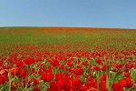 نوروز امسال را در خانه می مانیم - خبرگزاری افغان ایرکا