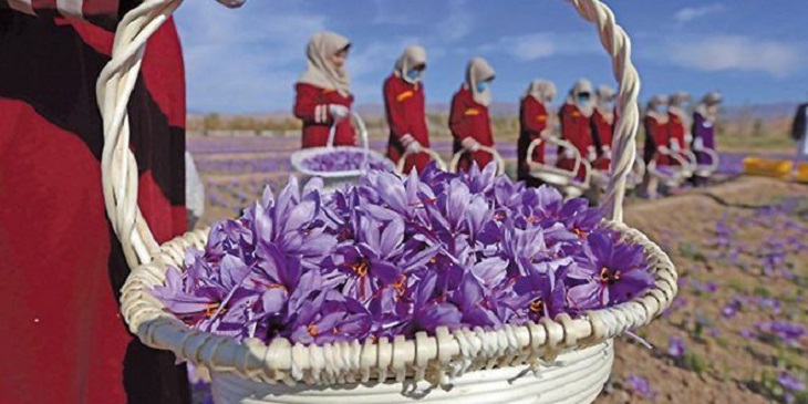 پیشنهاد وزیر کشاورزی به نام «روز ملی زعفران» در تقویم - خبرگزاری افغان ایرکا