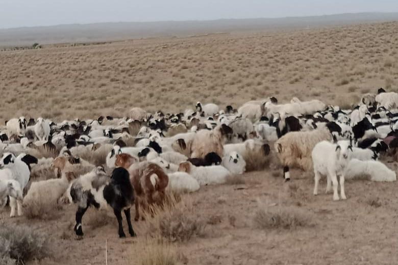 طالبان: از قاچاق 1100 راس گوسفند به پاکستان جلوگیری کردیم - خبرگزاری افغان ایرکا