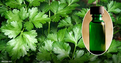  خاصیت سبزی جعفری برای بدن چیست؟ - خبرگزاری افغان ایرکا