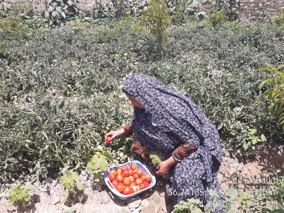 بیش از سه هزار زن در بلخ مصروف زراعت  هستند - خبرگزاری افغان ایرکا