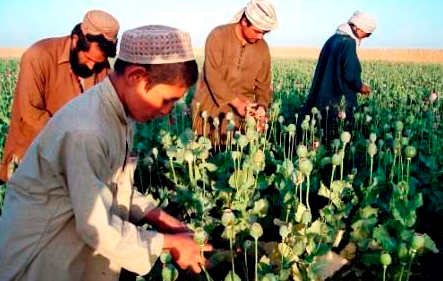 فعالیت بیش از صدها کارخانۀ تولید مواد مخدر در فراه - خبرگزاری افغان ایرکا