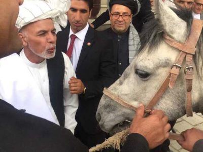  سرگردانی یک اسپ بی پول - خبرگزاری افغان ایرکا