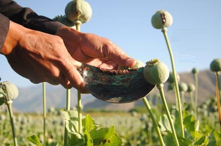 کشت کوکنار در ولایت بغلان بیش از دو برابر شده است - خبرگزاری افغان ایرکا