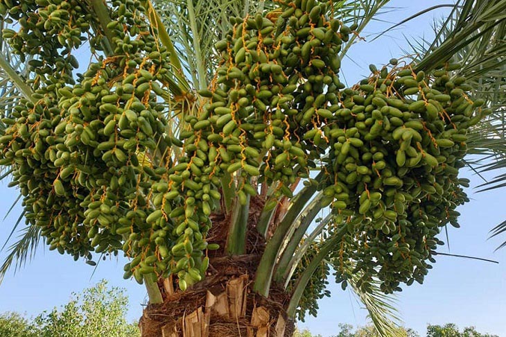 حاصلات خرمای ننگرهار امسال پنج برابر افزایش یافته است - خبرگزاری افغان ایرکا