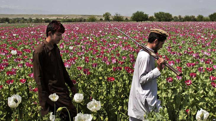 رییس اجراییه: تولید مواد مخدر در افغانستان 90 درصد افزایش یافته است  - خبرگزاری افغان ایرکا