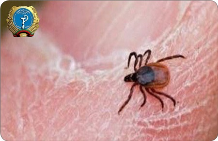 در روز های عید 14 مورد بیماری کانگو ثبت شده  است - خبرگزاری افغان ایرکا