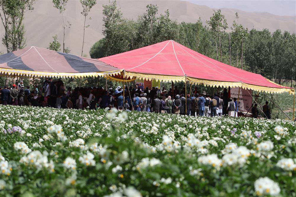 برگزاری چهارمین جشن واره گل کچالو در بامیان  - تصویر دوم خبر