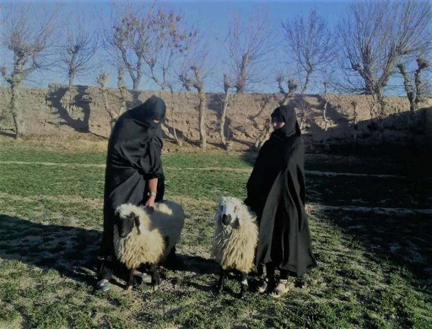 وزارت زراعت: برای بیش تر از 30 هزار زن فقیر، باغچه ی خانه گی ساخته شده است - تصویر دوم خبر