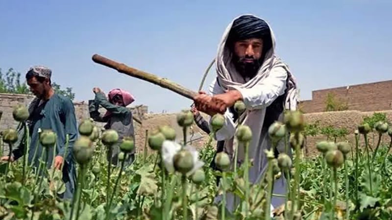  طالبان بر تعهد خود به ریشه کن کردن کشت و قاچاق مواد مخدر تاکید کرد