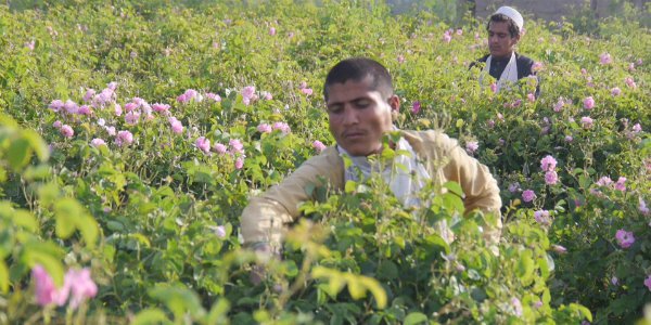 کشاورزان ننگرهاری امسال به جای کوکنار گل گلاب کشت کرده اند  - تصویر سوم خبر