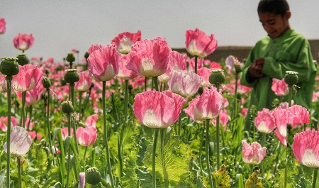 کودکان بلخ در مزارع خشخاش کار می کنند - خبرگزاری افغان ایرکا