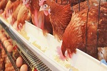 توزیع مرغ تخمی برای خانم های بی بضاعت در سرپل - خبرگزاری افغان ایرکا