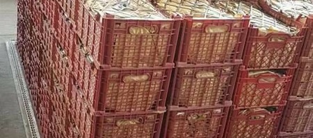 انتقال 37 تن میوۀ تازه به کشور هند از طریق دهلیز هوایی - خبرگزاری افغان ایرکا