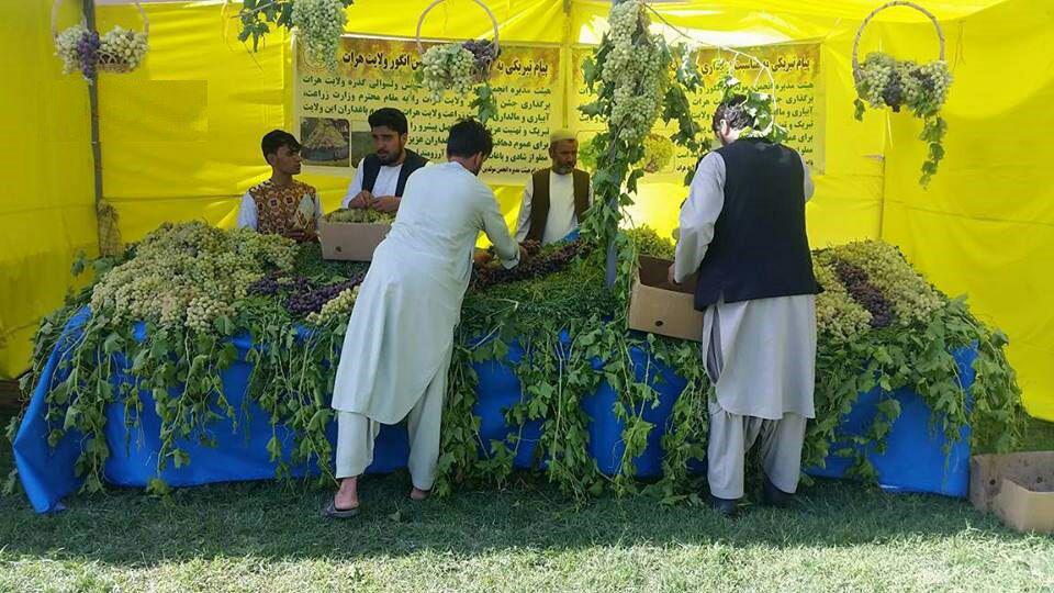 جشن انگور در ولایت هرات برگزار شد - خبرگزاری افغان ایرکا