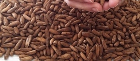آغاز صادرات جلغوزه افغانستان به چین - خبرگزاری افغان ایرکا