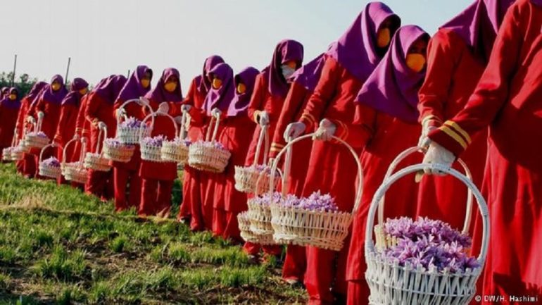 زعفران افغانستان مقام نخست انستیتوت ذایقه اروپا - خبرگزاری افغان ایرکا