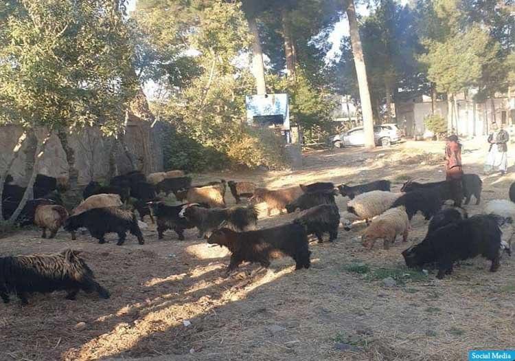  سه نفر به اتهام دزدی 140 راس گوسفند و بز در هرات بازداشت شدند  - تصویر دوم خبر
