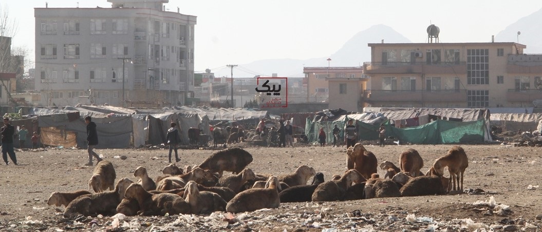 خیمه نشینانِ خودسر در شهرکابل، افزایش یافته است - خبرگزاری افغان ایرکا
