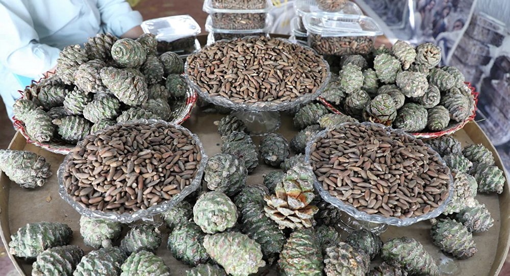 افغانسان 1000 تُن جلغوزه به چین صادر نموده است - خبرگزاری افغان ایرکا