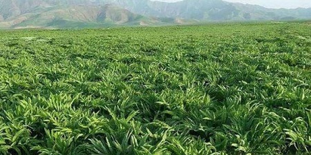 آنغوزه ی هرات؛ رقیب زعفران، رفیق مردم - خبرگزاری افغان ایرکا