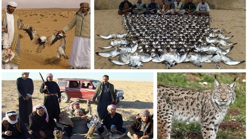 نابودی محیط زیست و شکار پرندگان کم یاب فراه توسط شیوخ عرب - خبرگزاری افغان ایرکا
