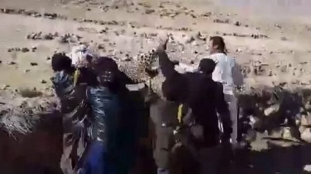 پلنگی که در فراه آزاد شد، یک نفر را زخمی کرد - خبرگزاری افغان ایرکا