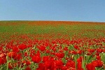 نوروز را گرامی می داریم که نوروز نماد از زایش و پیدایش ، تغییر و تحول در دامن طبیعت است! - خبرگزاری افغان ایرکا