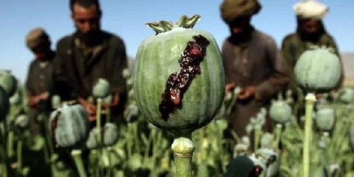 افغانستان به آسترالیا چرس می فروشد - خبرگزاری افغان ایرکا
