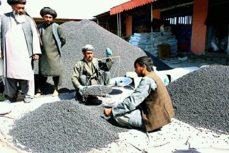  تولید بیش از 17 هزار تن کشمش طی سال جاری در فاریاب - خبرگزاری افغان ایرکا
