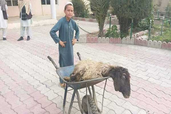 هوش کودک پشتون، زندگی او را تغییر داد (عکس) - تصویر دوم خبر