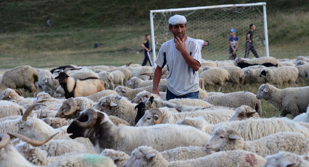 مهاجران افغانستانی چوپان های آینده ترکیه - خبرگزاری افغان ایرکا