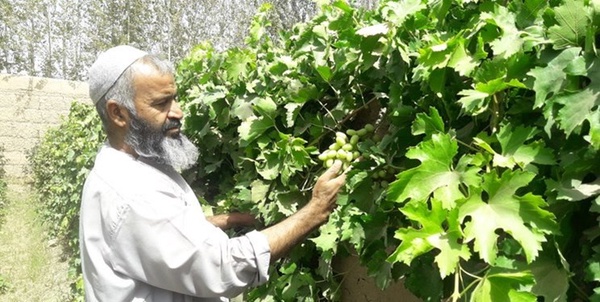 انگور جای  خشخاش را در ولایت هلمند گرفت