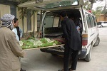 یک دختر جوان ازسوی برادرش در فاریاب کشته شد  - خبرگزاری افغان ایرکا