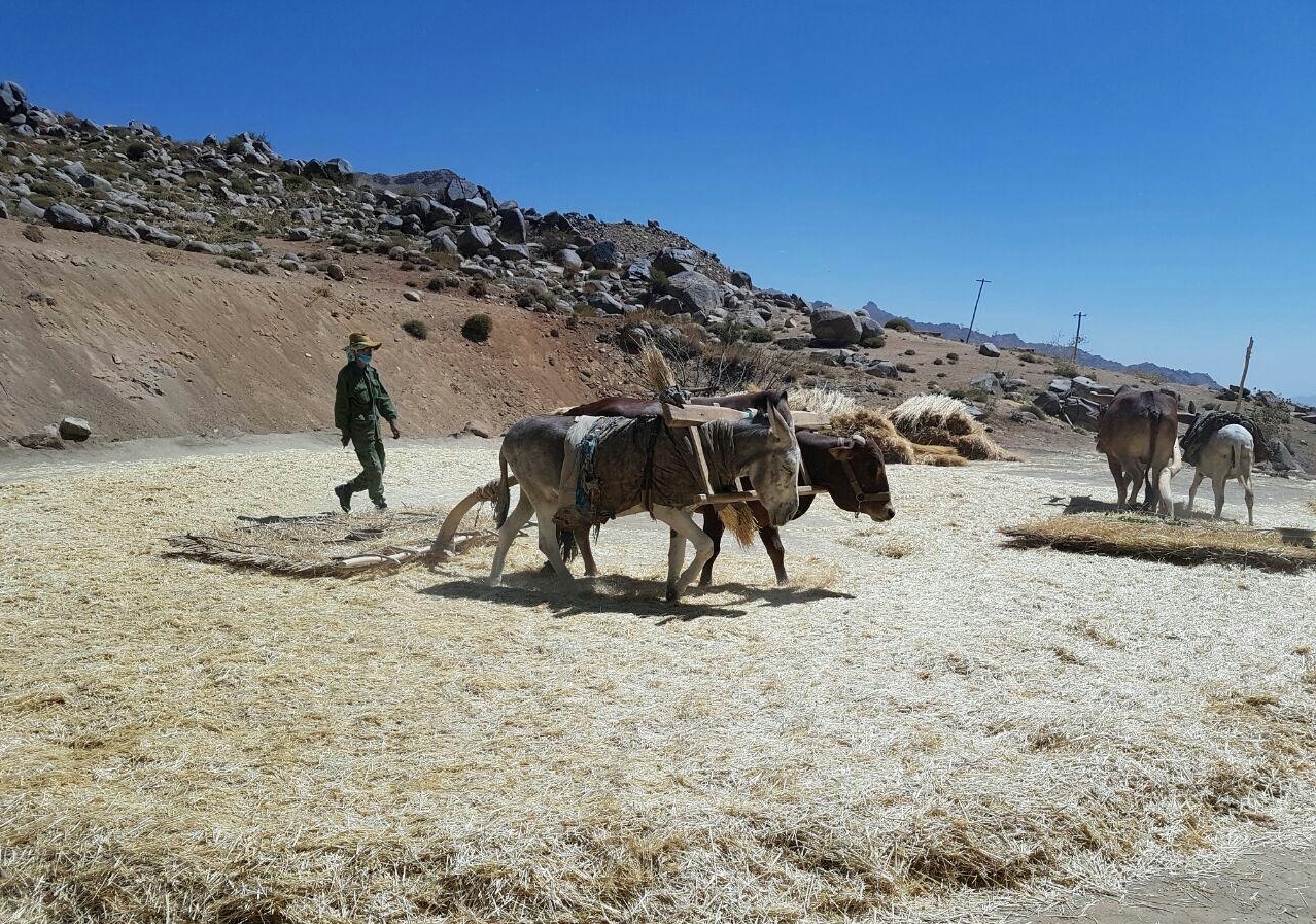 عکس/برداشت گندم و خرمن کوبی در غزنی