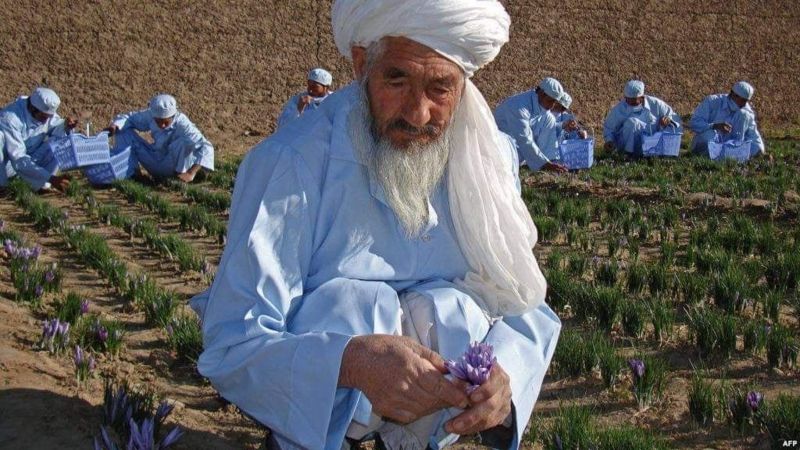 محمد اکبر بابای زعفران افغانستان درگذشت - خبرگزاری افغان ایرکا