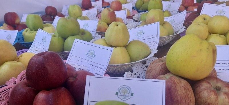 نخستین جشن «برداشت محصول» در بامیان؛ حاصلات زراعتی امسال افزایش یافته است - تصویر دوم خبر