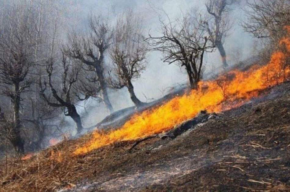 جنگل های نورستان همچنان در حال سوختن است - خبرگزاری افغان ایرکا