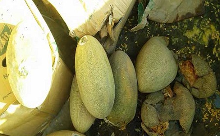 خربوزه ها را برگرداندند، انگور شان را برگردانید (عکس) - خبرگزاری افغان ایرکا