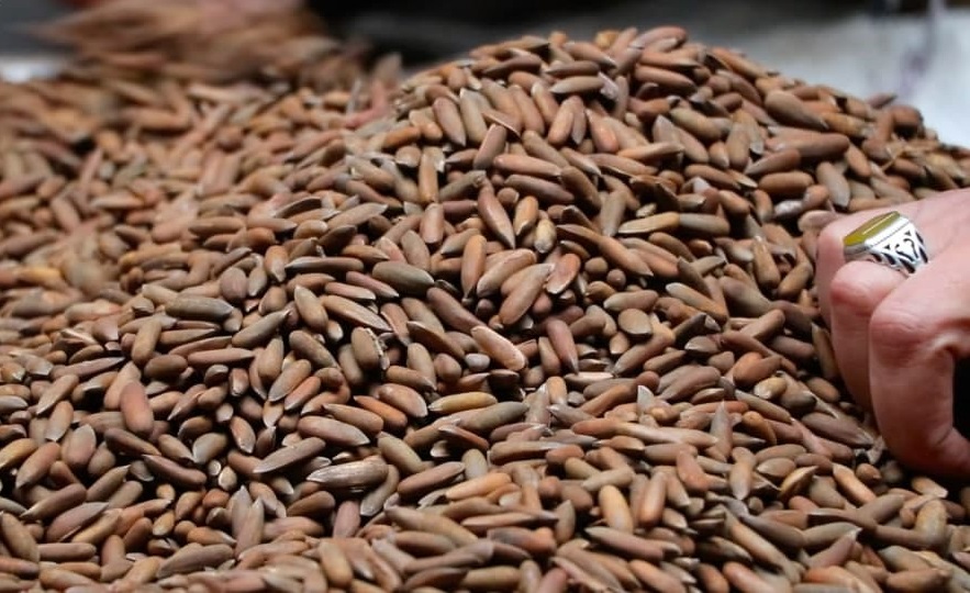 گفتگوی میان افغانستان و چین برای از سرگیری صادرات جلغوزه - خبرگزاری افغان ایرکا