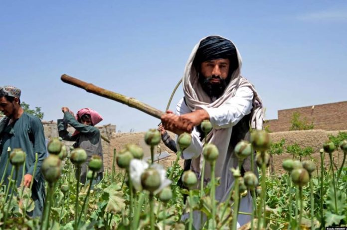 کاهش بی سابقه کشت کوکنار؛ افغانستان جایگاه خود در بازار جهانی تریاک را از دست داد