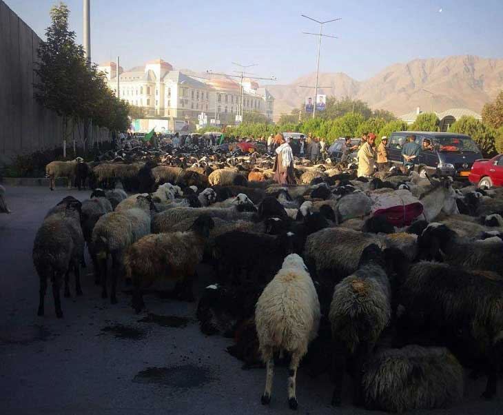 کوچی ها در اعتراض به غصب علف چرهایشان درب پارلمان را با هزاران گوسفند بستند - خبرگزاری افغان ایرکا